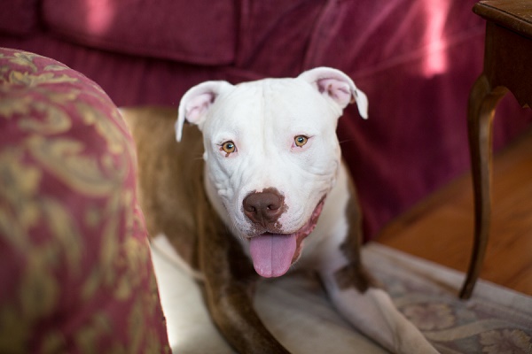 © Gayle Driver Photography | Daily Dog Tag |Handsome-Pit-bull, on-location-dog-photography