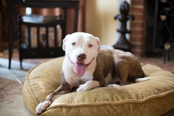 © Gayle Driver Photography | Daily Dog Tag |Handsome-Pit-bull