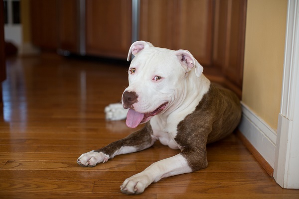 © Gayle Driver Photography | Daily Dog Tag |Handsome-adopted-white-brown-Pit-bull