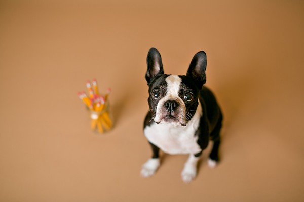 © April Ziegler Photography | Daily Dog Tag | Back-to-School-Boston-Terrier