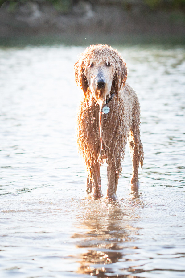 © Sit! Stay Pet Photography | Daily Dog Tag |soaking-wet-Labradoodle, awesome-dog-photography