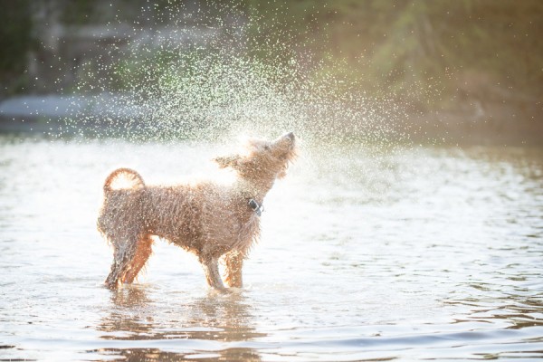 © Sit! Stay Pet Photography | Daily Dog Tag | Very-Wet-Labradoodle-shaking-off-water
