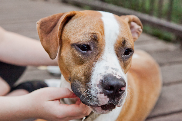 © Chocolate Moose Images | Daily Dog Tag | Adoptable-Pit-Bull-Hayden, MPBR