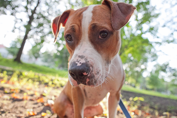 © Chocolate Moose Images | Daily Dog Tag | Adoptable-Pit-Bull-Minnesota-Pit-Bull-Rescue, on-location-pet-photography