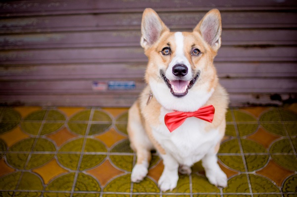 © Oeil Photography | Daily Dog Tag | Corgi-in-red-bow-tie