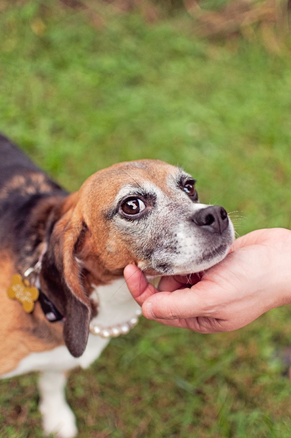 © Sweet Rocket Photography | Beagle adopted from Beagle Freedom Project 