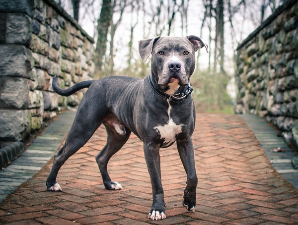 © Stacey Gammon Photography | handsome Pit bull 