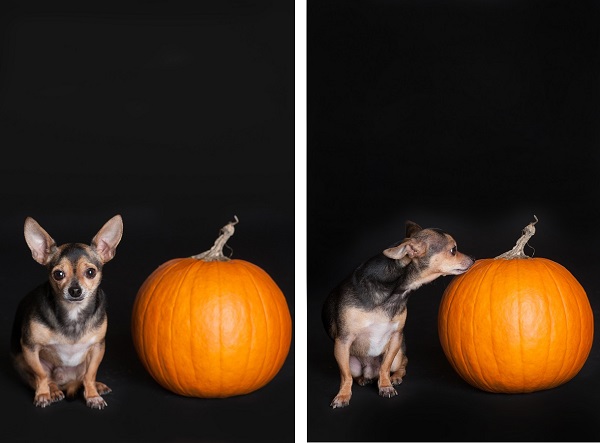 © Alice G Patterson, | Daily Dog Tag | Halloween Dogs - Pumpkin Treats For Dogs