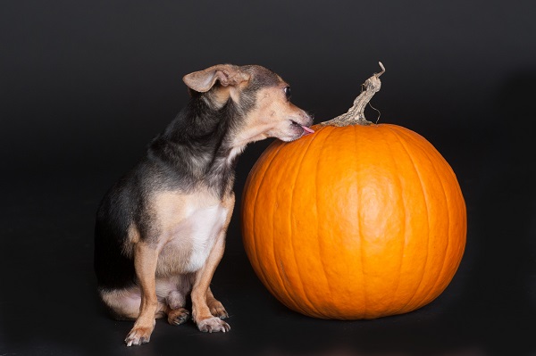 © Alice G Patterson, Syracuse dog photography, Chihuahua , Pumpkin Treats For Dogs