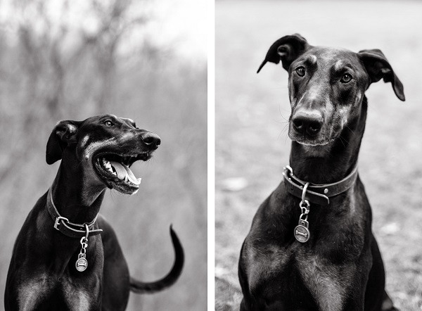 © Paw Prints - Pet Portraits By Charlene | Daily dog Tag | Pittsburgh-dog-portraits