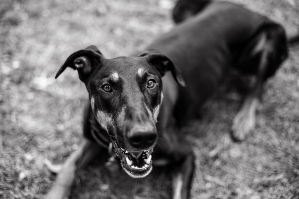 © Paw Prints - Pet Portraits By Charlene | Daily dog Tag | Handsome-Greyhound-Dobie-mix