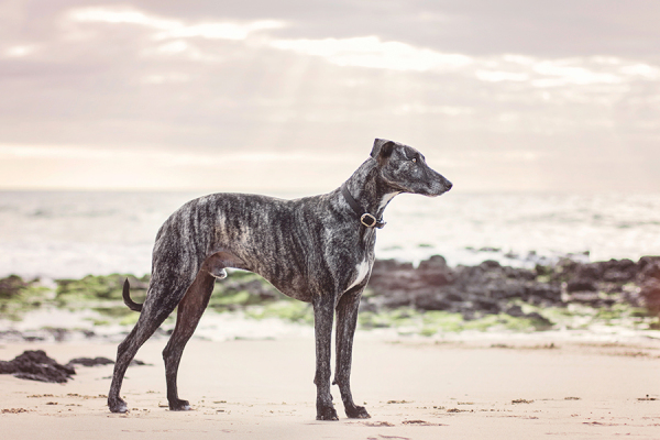 © 100 Loyal Faces Photography | Daily Dog Tag | Lifestyle--beach-photos-Greyhound, Perth
