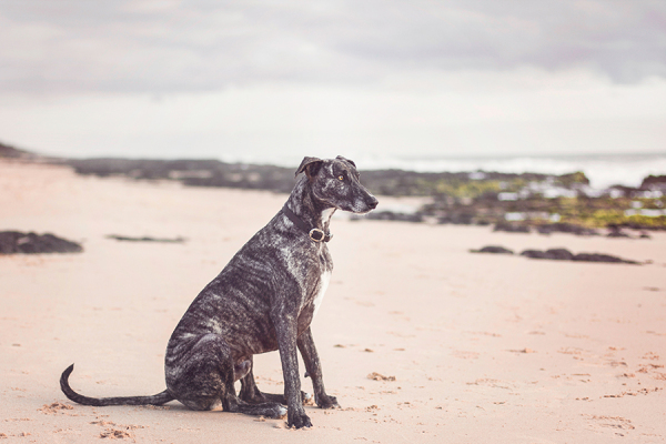 © 100 Loyal Faces Photography | Daily Dog Tag | Lifestyle-dog-photography-beach-sesssion