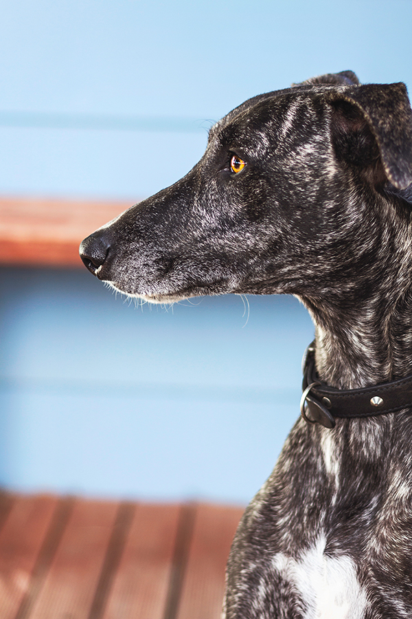 © 100 Loyal Faces Photography | Daily Dog Tag | Greyhound-saved-from-euthanasia