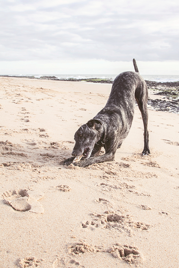 © 100 Loyal Faces Photography | Daily Dog Tag | Greyhound-beach-happy