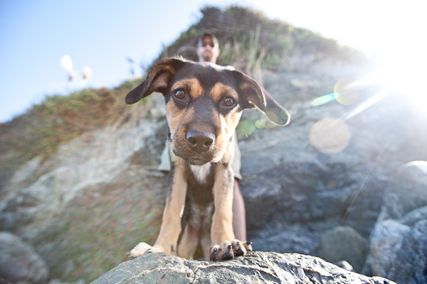 © Chocolate Moose Images | Daily Dog Tag |California Lifestyle Dog Photography
