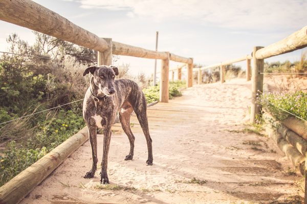 © 100 Loyal Faces Photography | Daily Dog Tag | Lifestyle-dog-portraits-beach