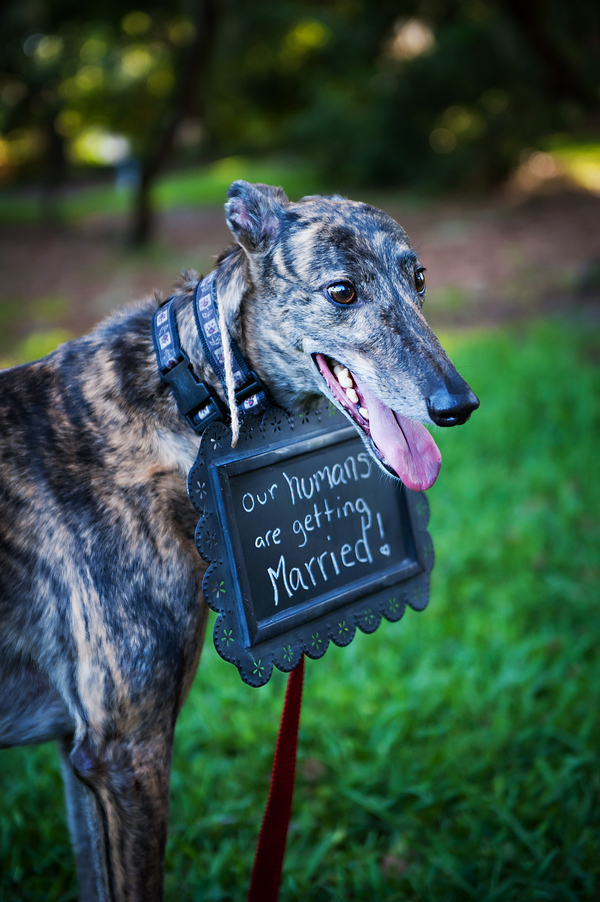 © Limelight Photography | Greyhound-save-the-date