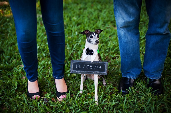 © Limelight Photography | Italian-Greyhound-save-the-date