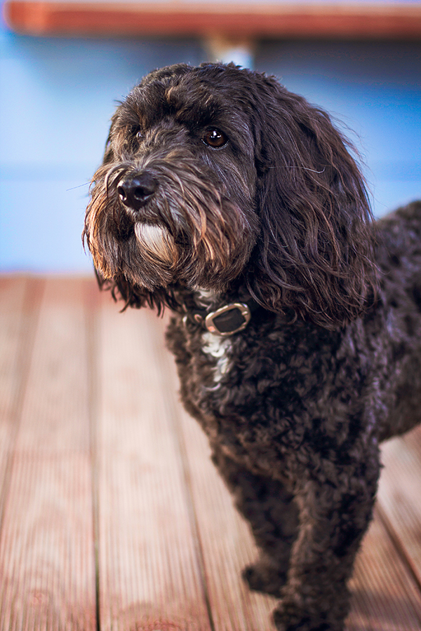 © 100 Loyal Faces Photography | Daily Dog Tag | Lifestyle-pet-photography-black-Spoodle