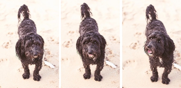 © 100 Loyal Faces Photography | Daily Dog Tag | Lifestyle-pet-photography-beach-happy