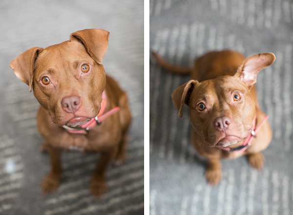 © tPoz Photography | adopt Pippa from Baltimore Animal Rescue  & Care Shelter (BARCS)