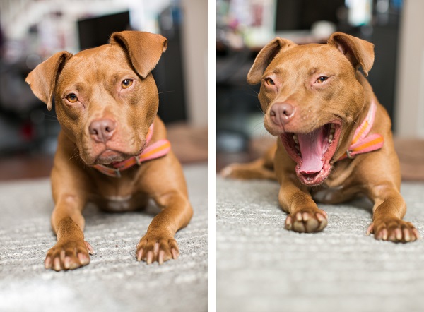 adopt Pippa from Baltimore Animal Rescue Canine Shelter (BARCS)