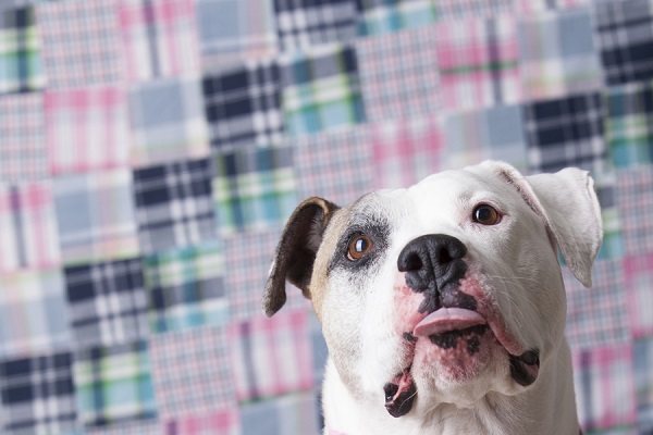 © Tangled Lilac Photography  | Adoptable-dog-with-tongue-out