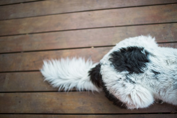 © Anna Smith Photography | Daily Dog Tag |Handsome Pyrenees/Border Collie mix-tail, dog-tails