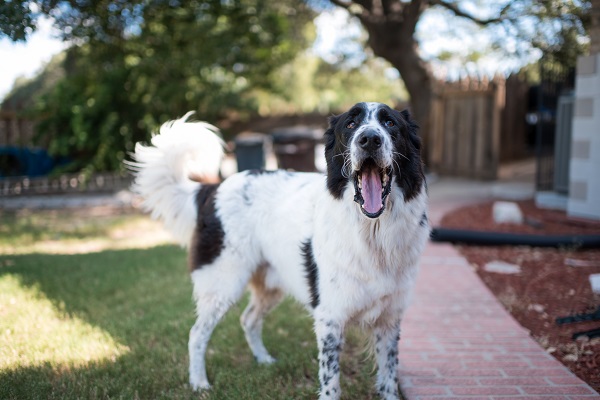 © Anna Smith Photography | Daily Dog Tag |Austin, Texas pet photography