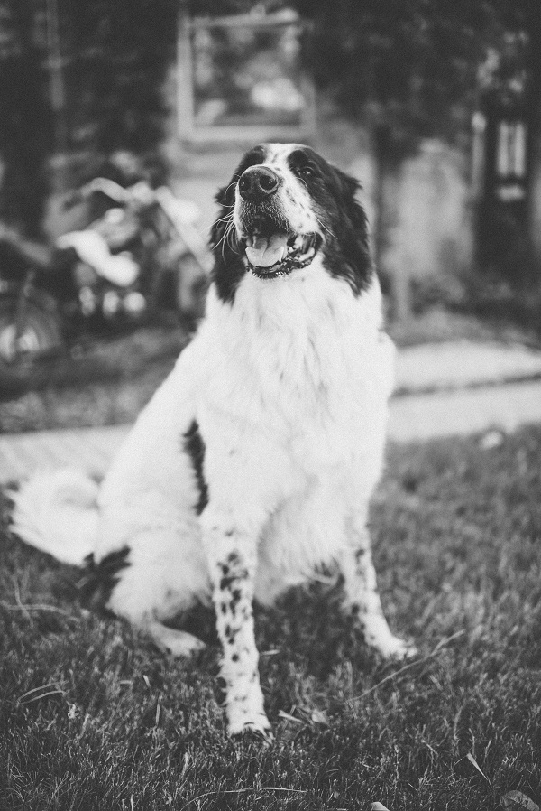 © Anna Smith Photography | Daily Dog Tag |Handsome Pyrenees/Border Collie mix
