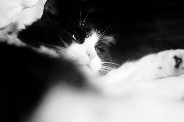 © Analog Wedding | black and white cat photography, tuxedo cat