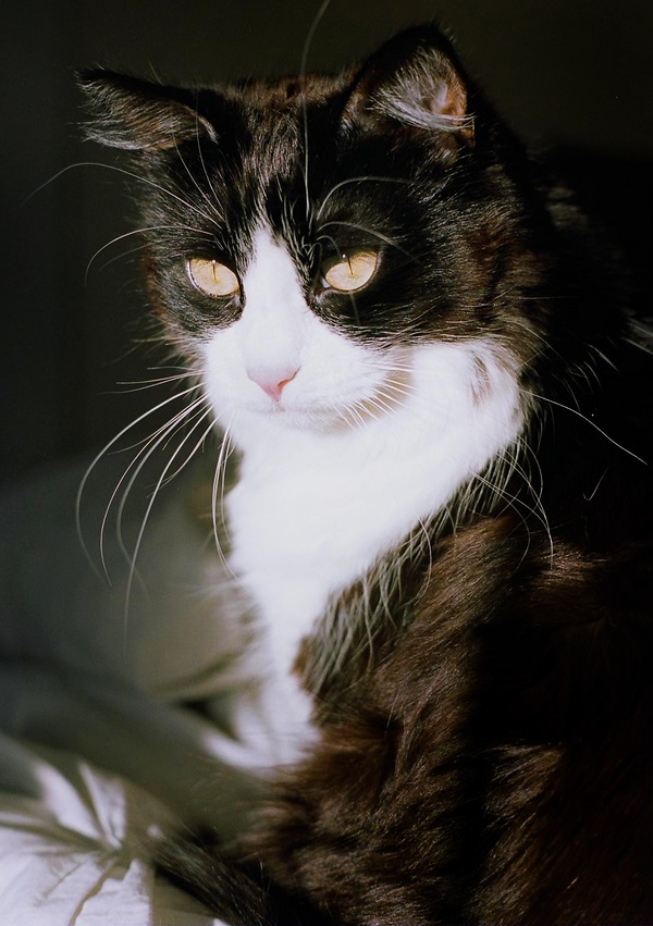 © Analog Wedding © Analog Wedding | Handsome cat, on location pet photography, professional cat portraits