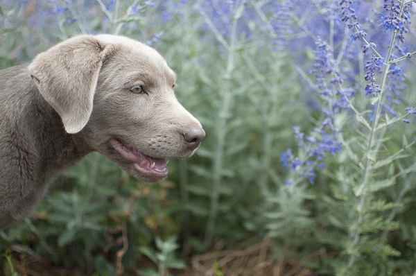 © Caitlin Elizabeth Photography | Daily Dog Tag | adorable Silver Labrador Retriever puppy, NM dog  photographer