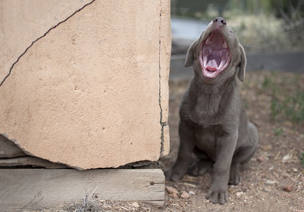 © Caitlin Elizabeth Photography | Daily Dog Tag | puppy love, silver Labrador Retriever puppy, tired puppy yawning