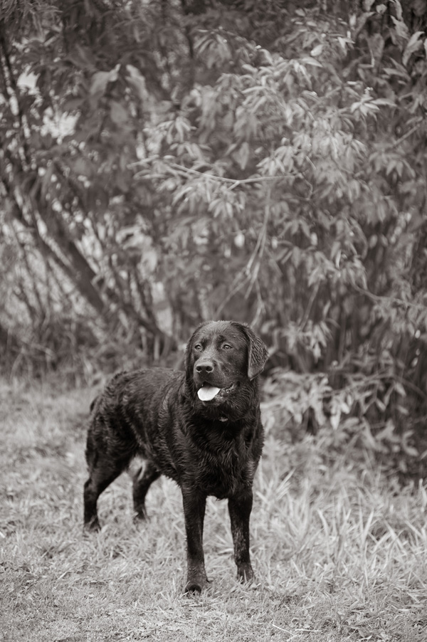 © Alice G Patterson Photography| on-location-dog-photography, black-white portraits of Black Lab