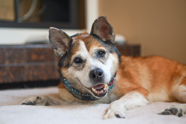 © RDP PhoDOGraphy | Foster senior dog in hospice care