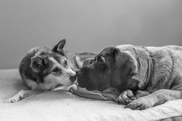 © RDP PhoDOGraphy | Touching photo of dog BFFs, senior dog in hospice 