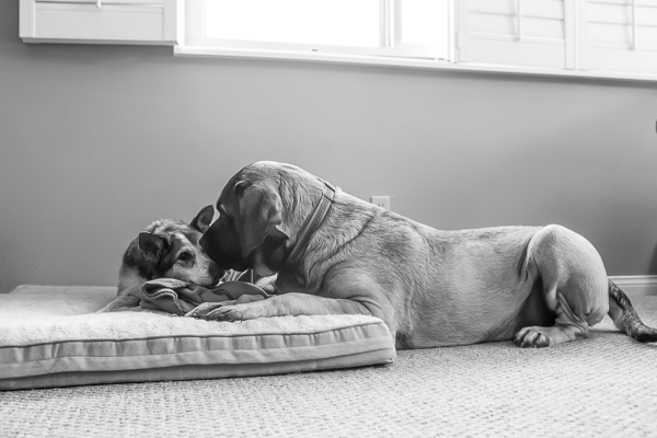 © RDP PhoDOGraphy | Heartwarming photo of senior dog and BFF