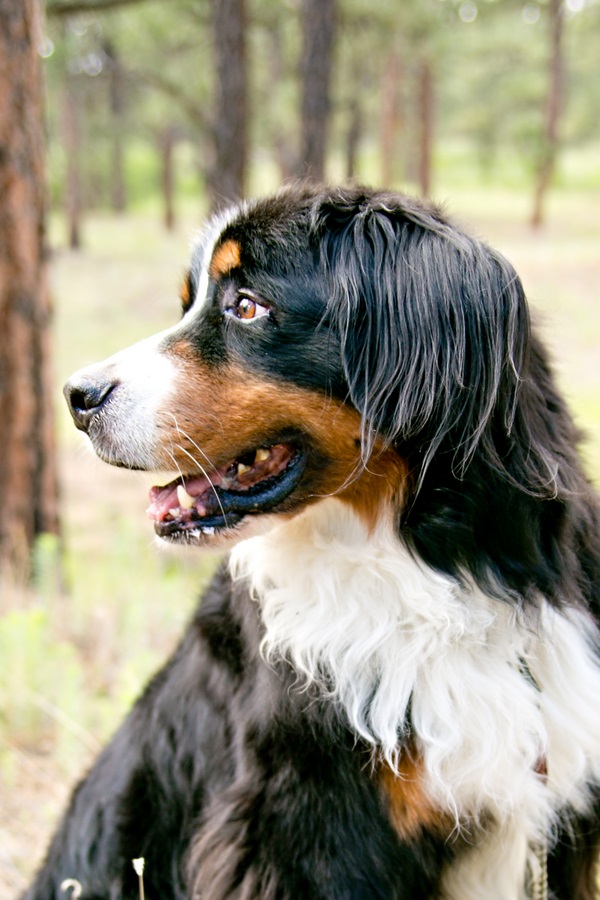 © Jessica Newman Photography | Handsome dog, Bernese Mountain dog , on location dog photography