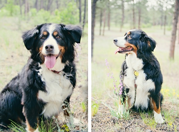 © Jessica Newman Photography | Colorado Springs  dog & senior portrait photographer