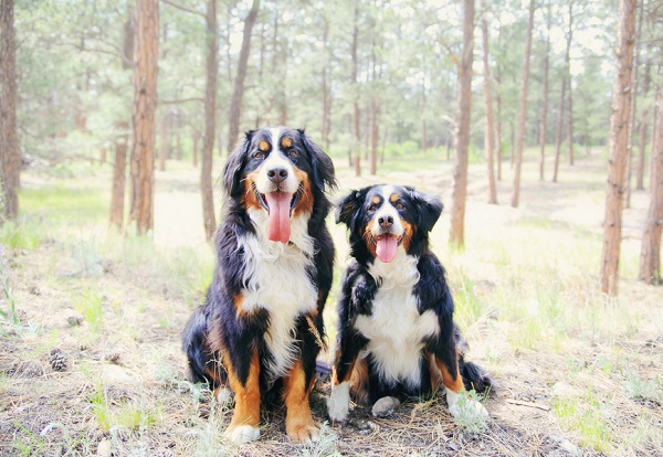 © Jessica Newman Photography | Lifestyle pet photography, Bernese Mountain dogs