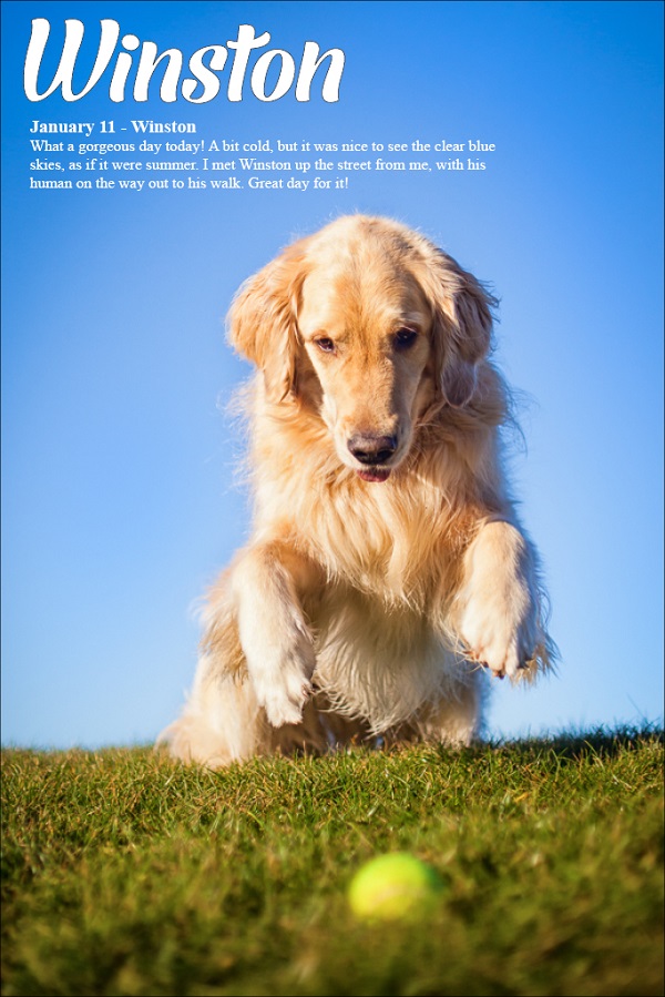 © Julie Clegg | Dog-A-Day for Canine Cancer