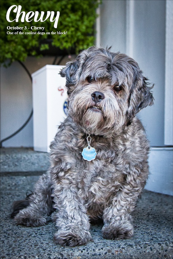 © Julie Clegg | Dog-A-Day for Canine Cancer