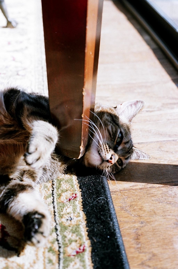 © Analog Wedding |cat lying under table, analog photography, professional cat photography
