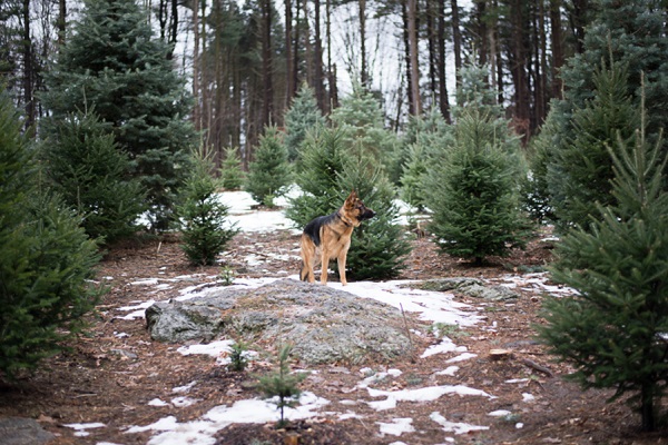 © Addie Eshelman Photography |German Shepherd in pine trees, Christmas tree shopping with GSD