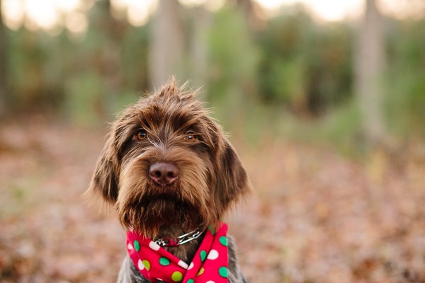 © Ashah Photography | Wire haired pointer Griffon puppy