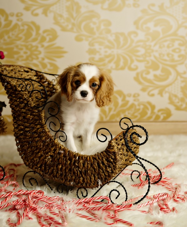 © Andie Freeman Photography |Cavalier King Charles Spaniel puppy Christmas photo