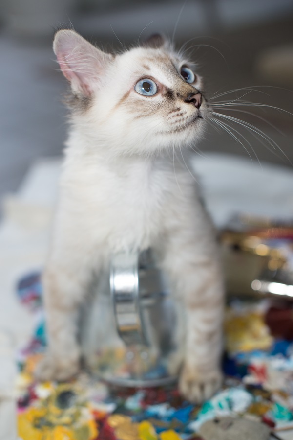 © Corner House Photography | Adorable kitten