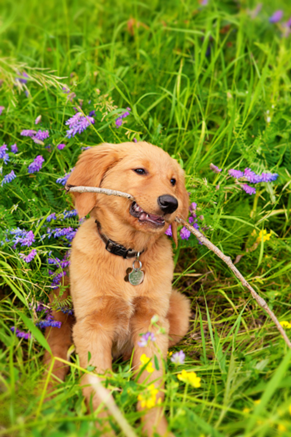 © Creationsphoto | Puppy love:  Golden-Retriever-puppy-chewing-sticke